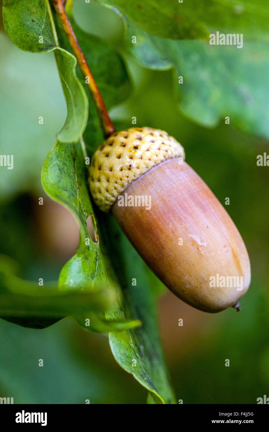 English oak acorns, Quercus robur close up Stock Photo