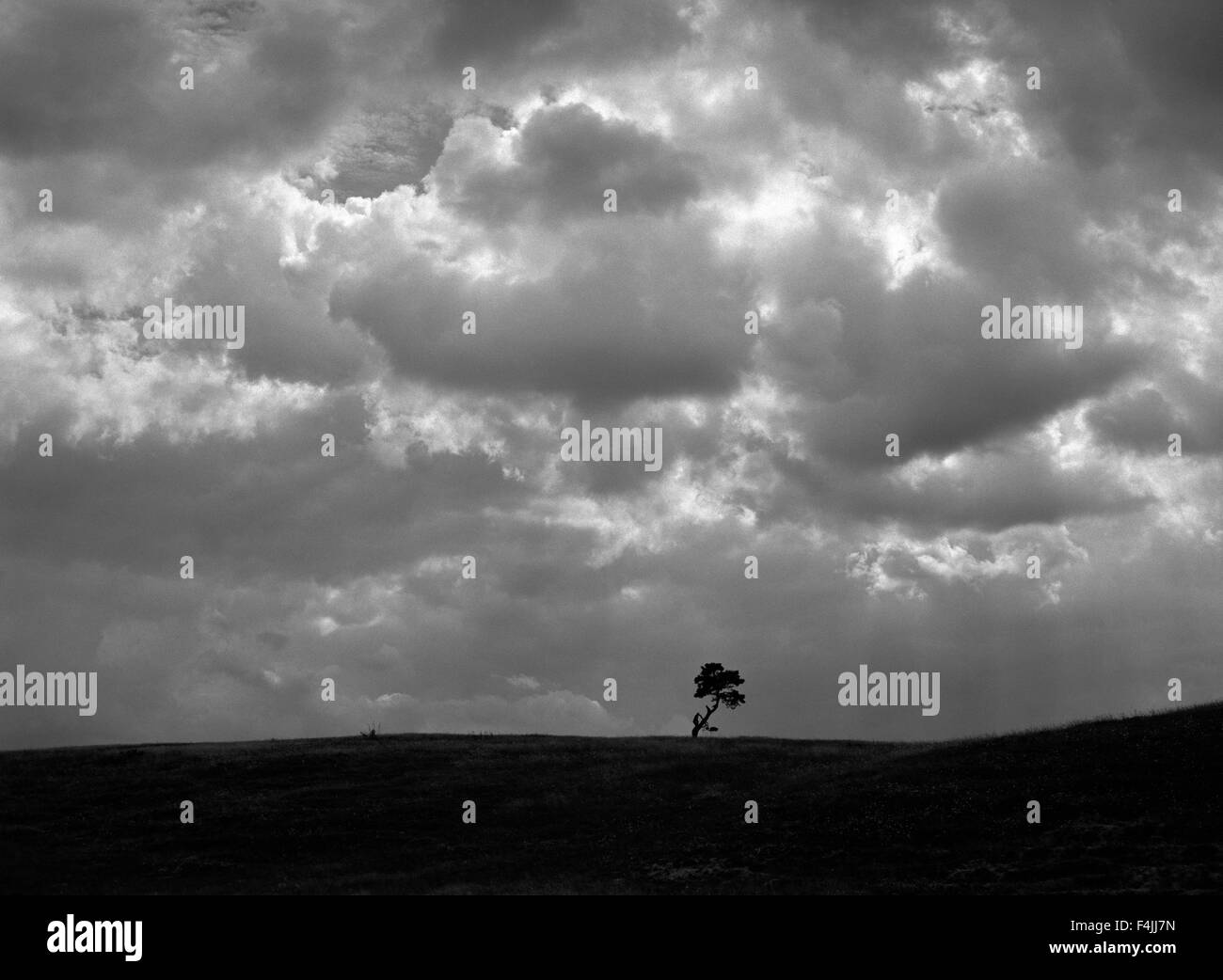 Silhouette of tree with moody sky Stock Photo - Alamy