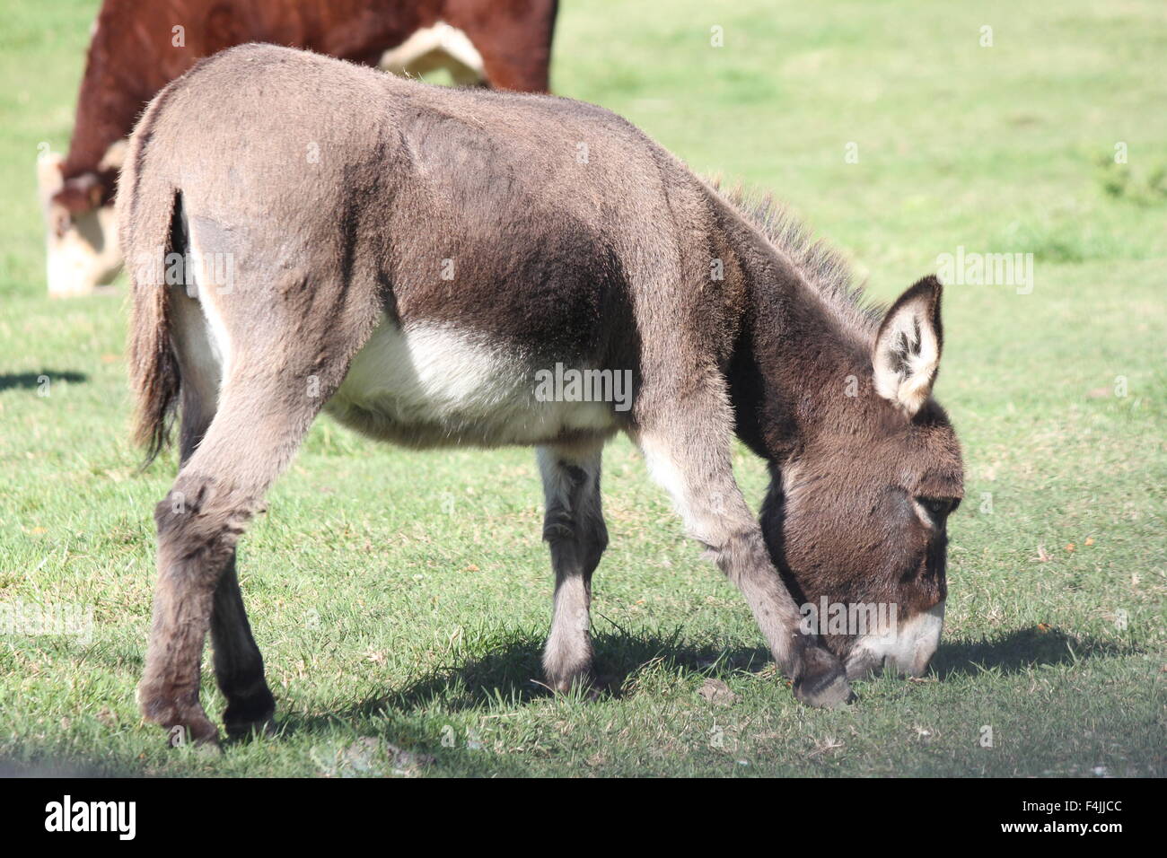 Guard Donkey High Resolution Stock Photography and Images Alamy