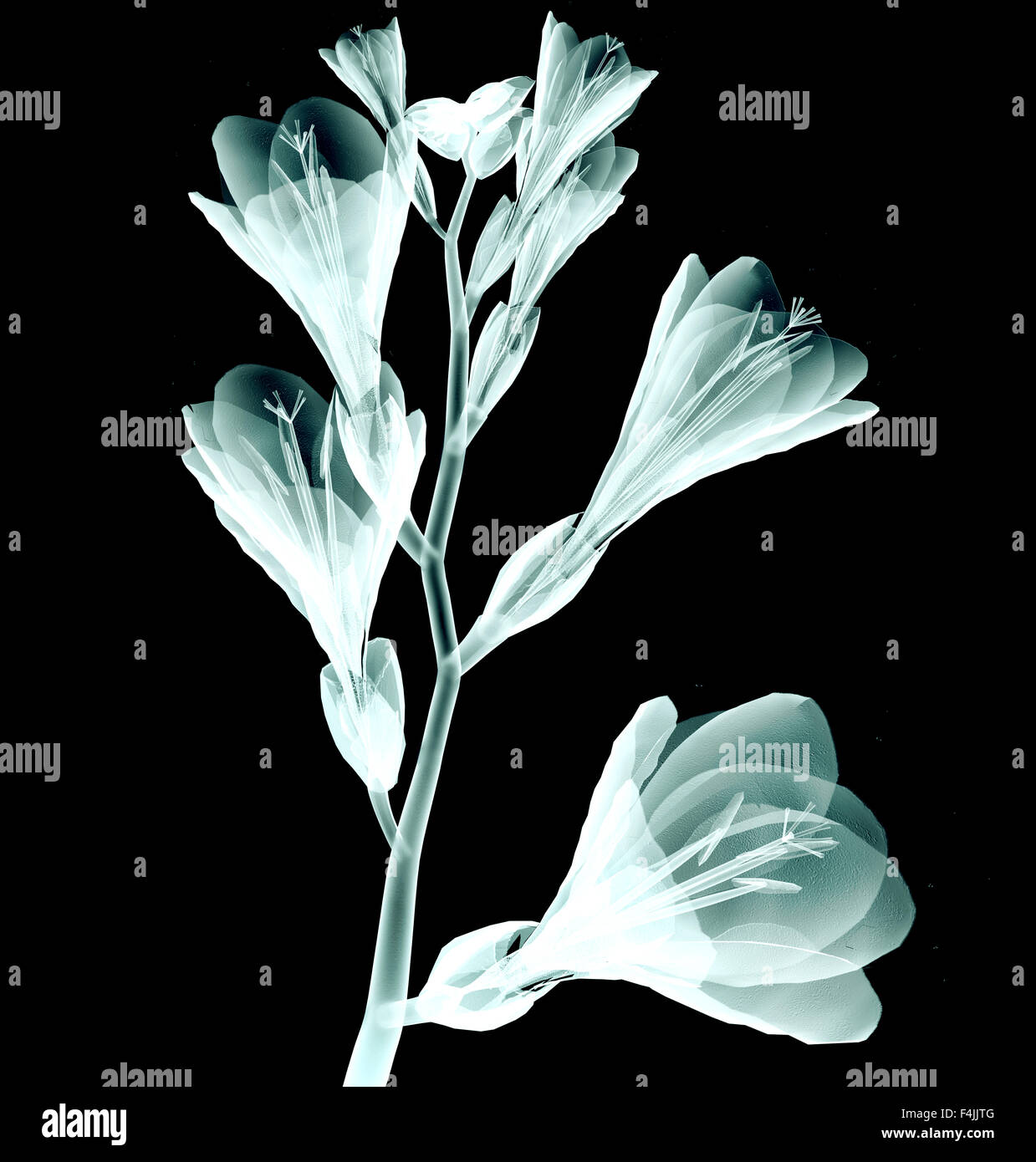 röntgen image of a flower isolated on black , the Freesia Stock Photo