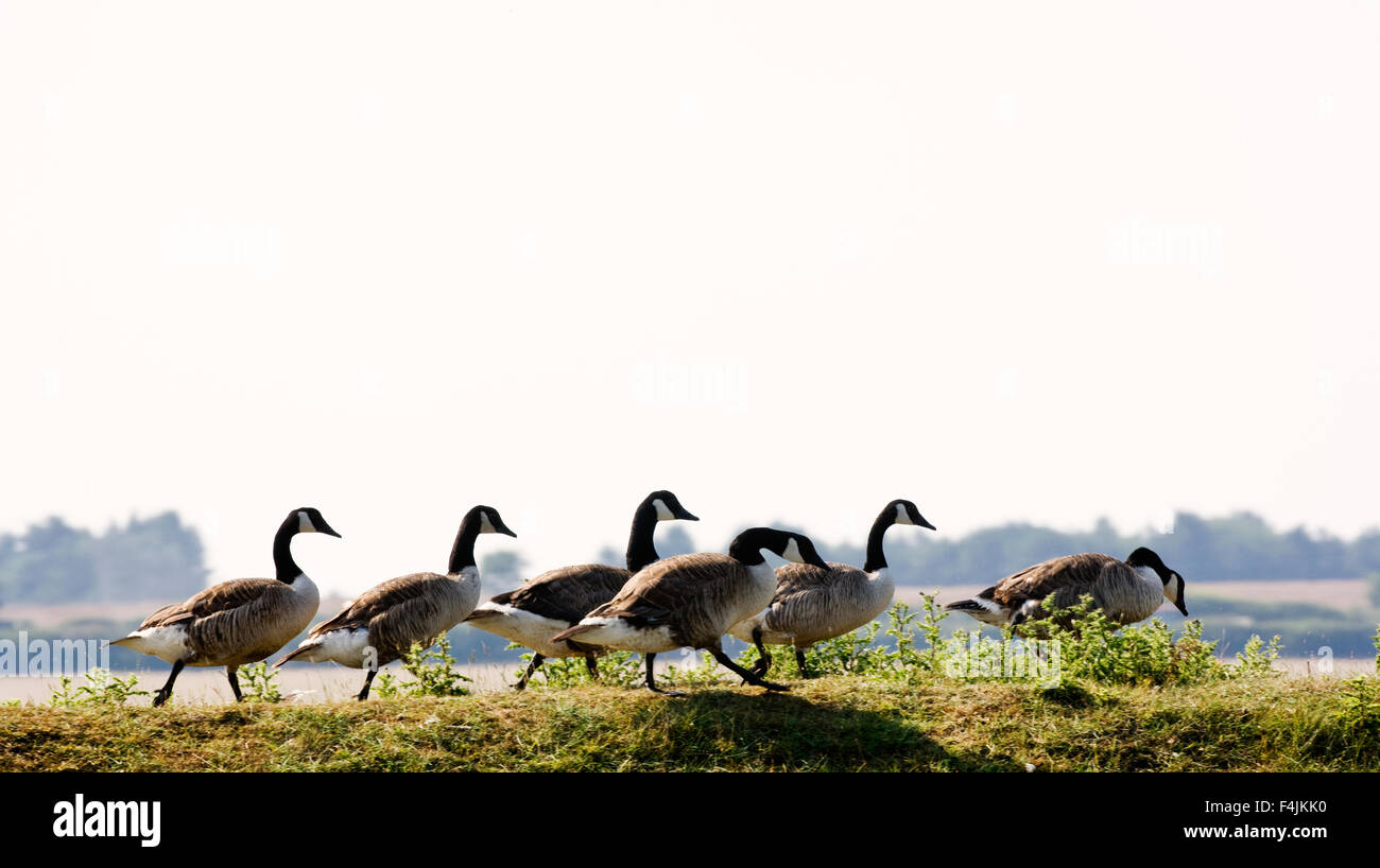 England, group of Canada geese Stock Photo Alamy