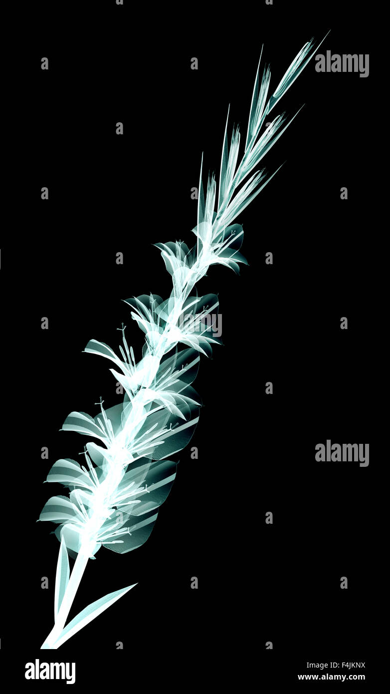 röntgen image of a flower isolated on black , the Gladiolus Stock Photo