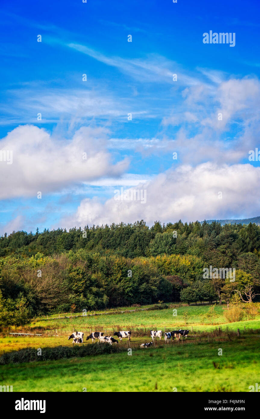 Landscape with cow paddock Stock Photo