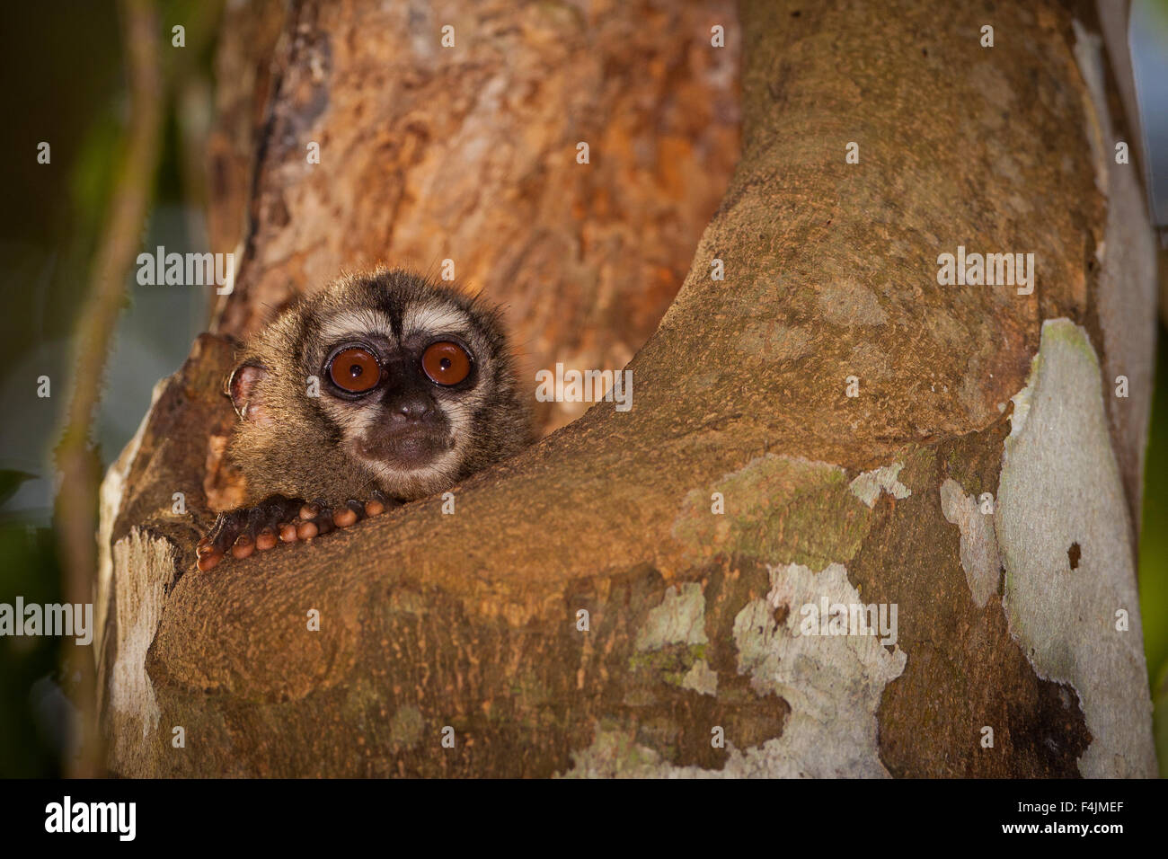 Panama wildlife with a panamanian night monkey, Aoutus zonalis, in a treehole inside the rainforest of Soberania national park, Republic of Panama. Stock Photo