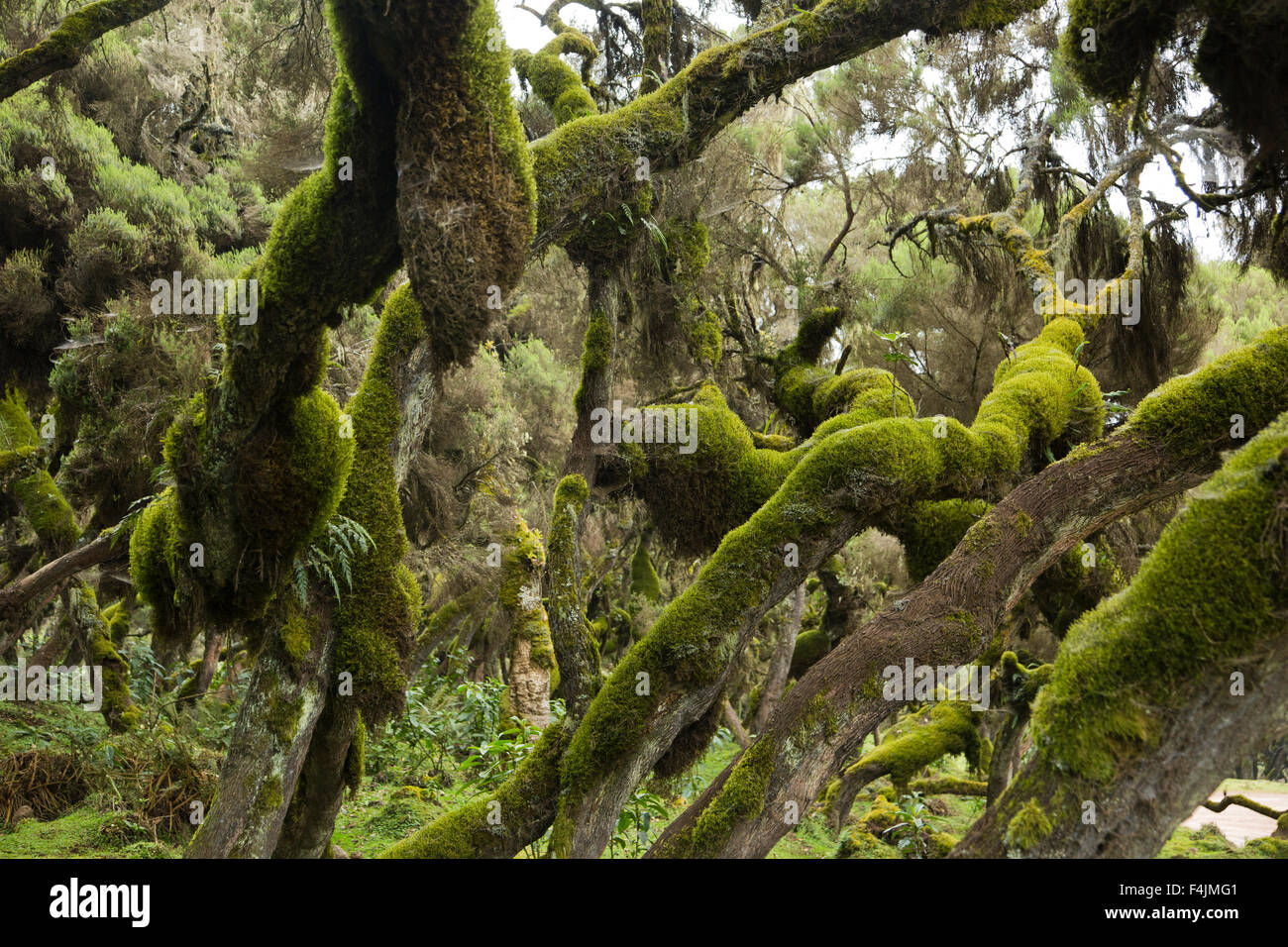 mosses on trees at Harenna Forest, Bale Mountains National Park, Ethiopia Stock Photo