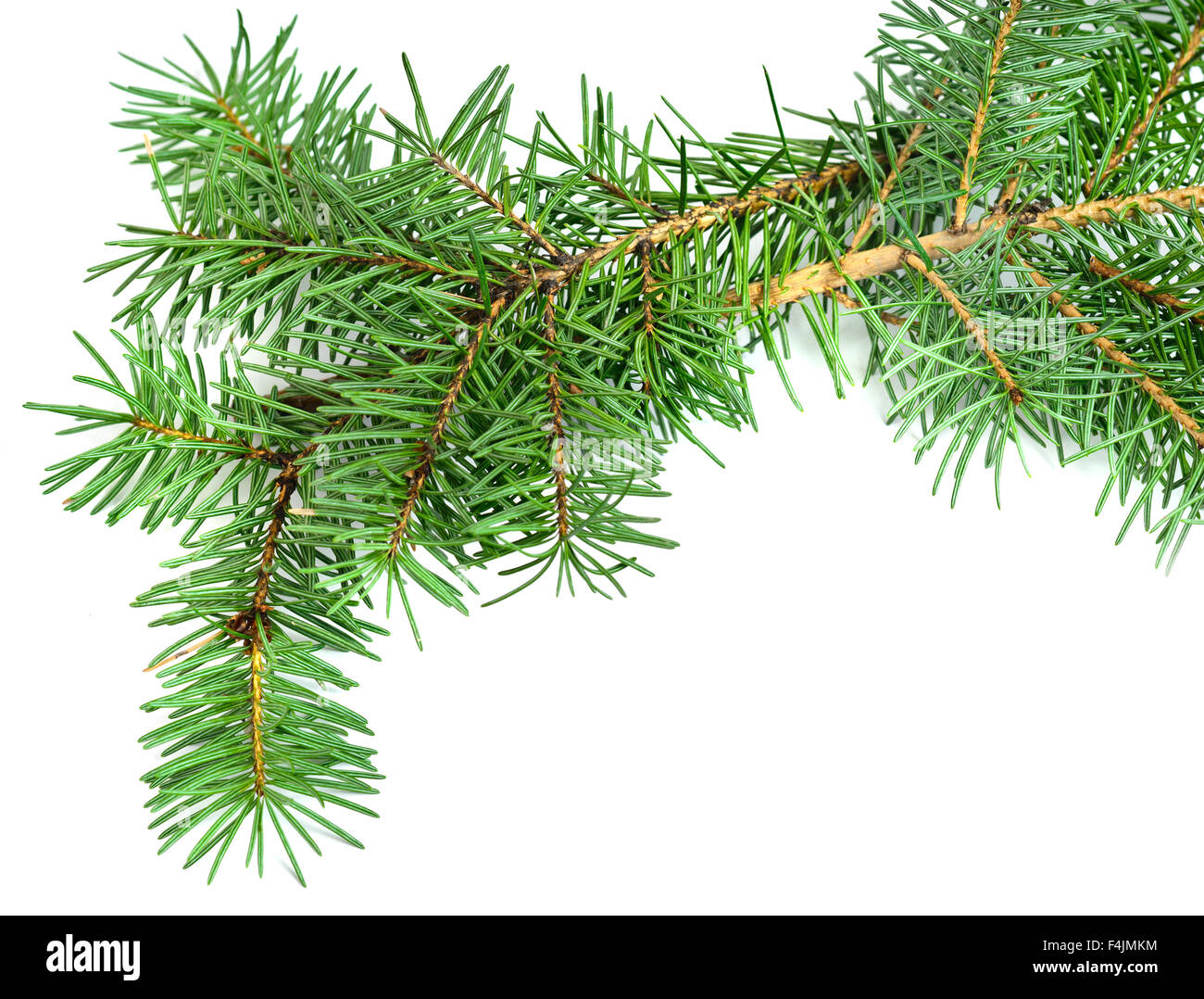 Christmas tree branch isolated on white Stock Photo - Alamy