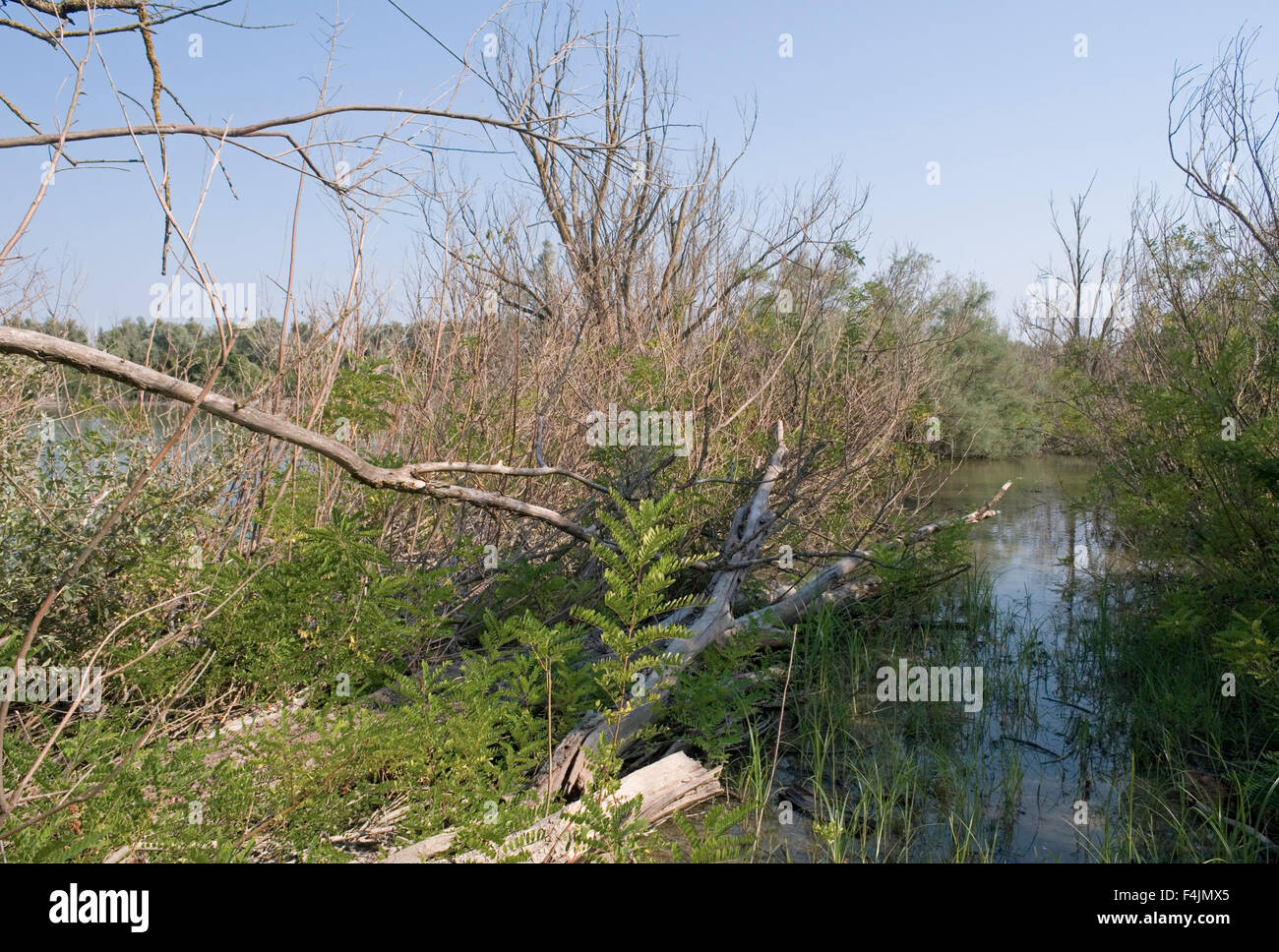 marsh vegetation along the Po river near Porto Tolle, Po Delta Park, Veneto, Italy Stock Photo