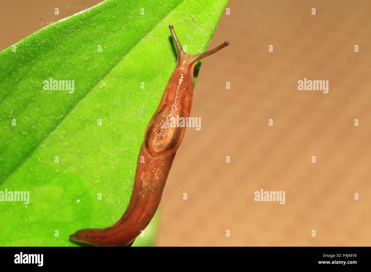 Threeband gardenslug (Lehmannia valentiana) in Japan Stock Photo - Alamy