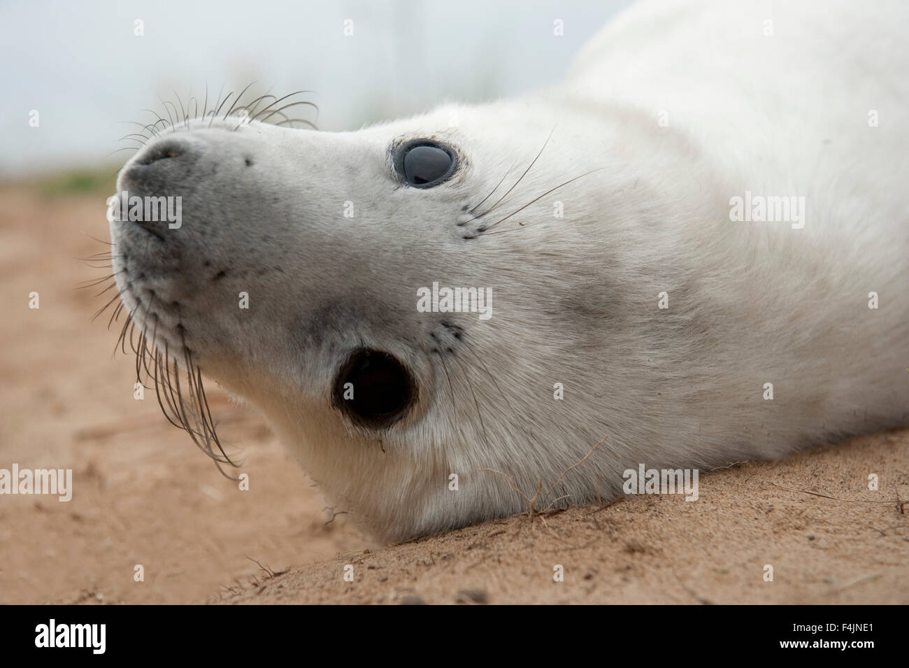 Grey Seal Halichoerus grypus Donna Nook UK Stock Photo