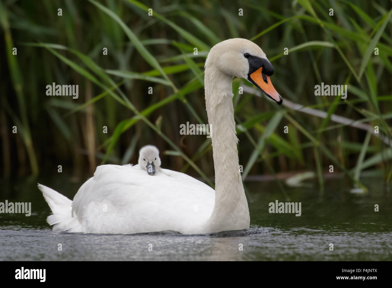 Adult Swan (Cygnus olor) carrying carries single baby cygnet on-board Stock Photo