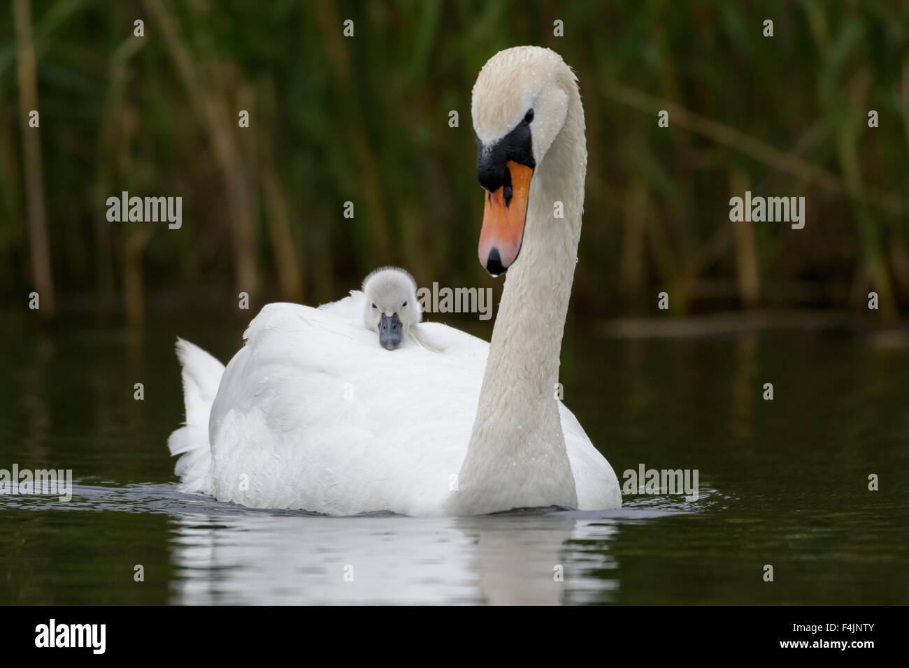 Adult Swan (Cygnus olor) carrying carries single baby onboard