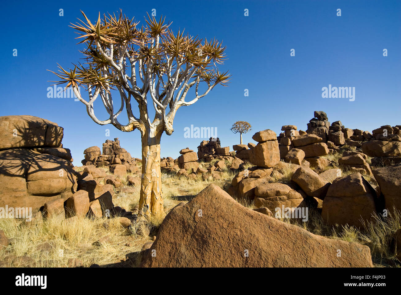 Tree among rocks hi-res stock photography and images - Alamy