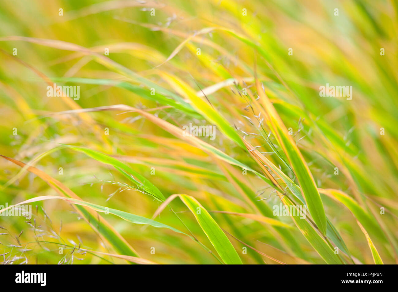 Softly light Grasses Norfolk UK Stock Photo