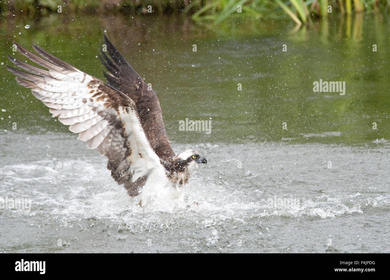 Osprey catching fish lake Pandion haliaetus Finland Stock Photo Alamy