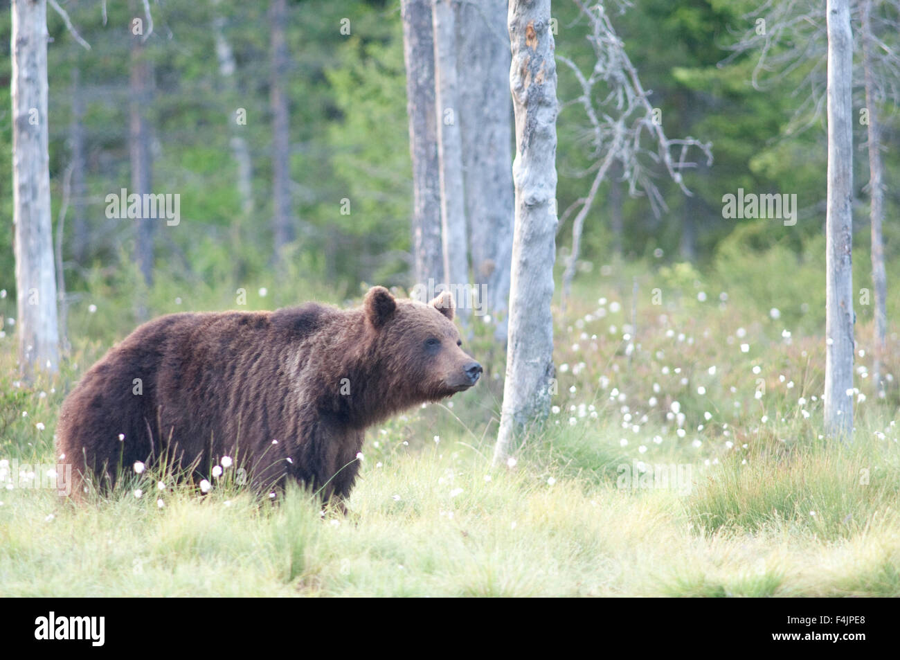 European Brown Bear Ursus arctos arctos Finland Stock Photo - Alamy