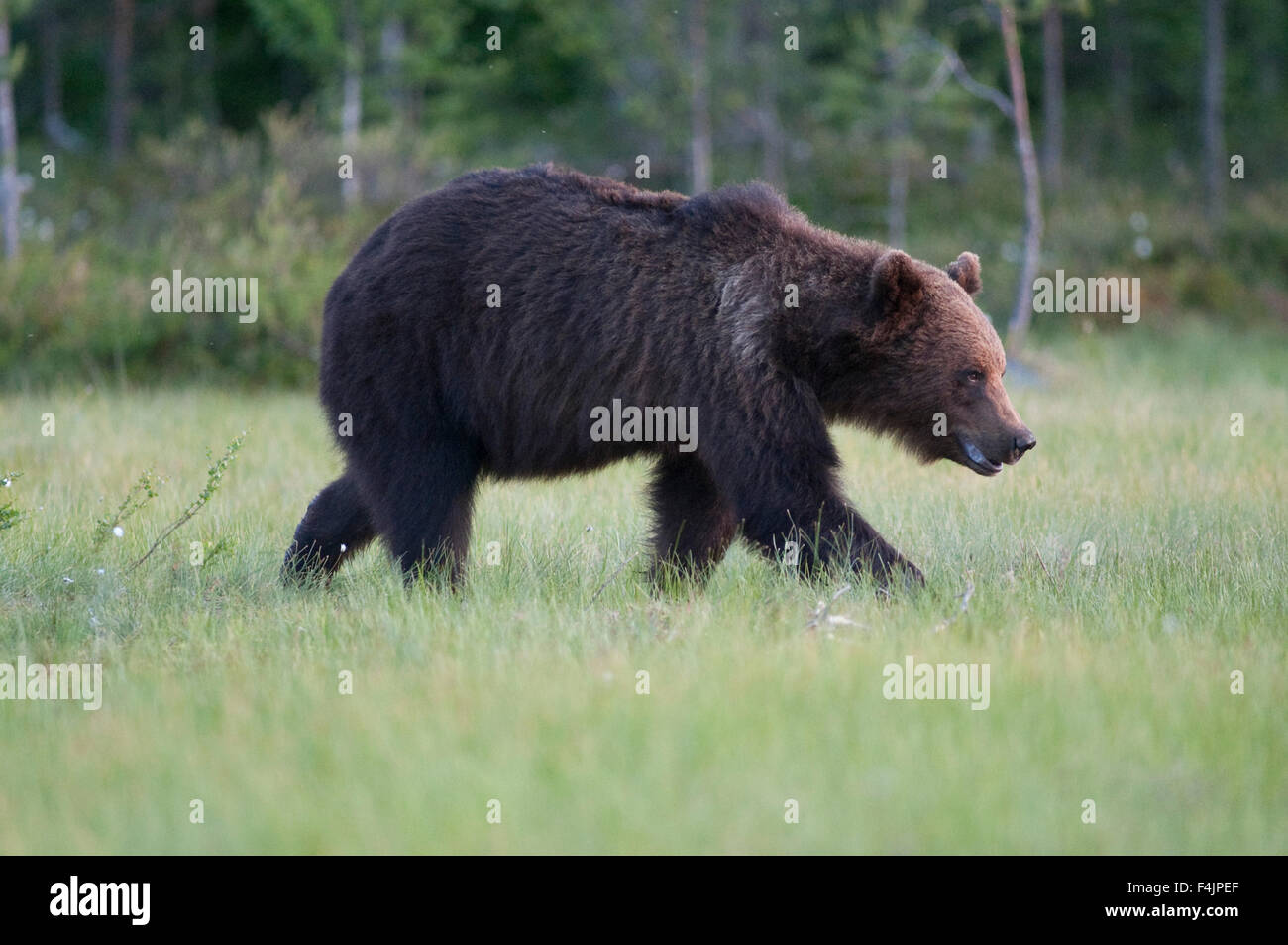 European Brown Bear Ursus arctos arctos Finland Stock Photo - Alamy