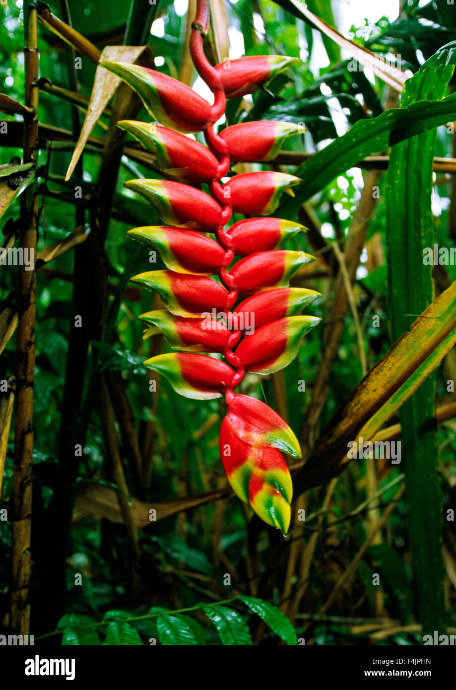 Ecuador amazon flower hires stock photography and images Alamy
