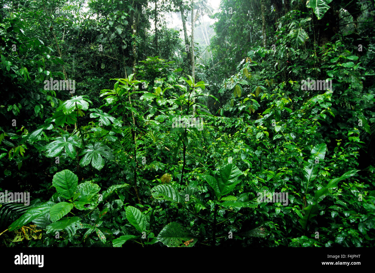 Amazonian rainforest Stock Photo