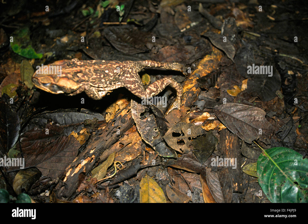 Jumping frog, high angle view Stock Photo