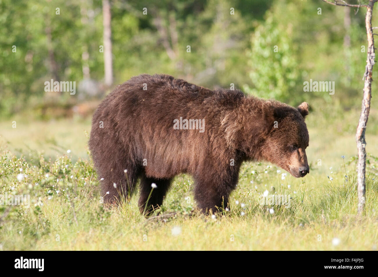 European Brown Bear Ursus arctos arctos Finland Stock Photo - Alamy
