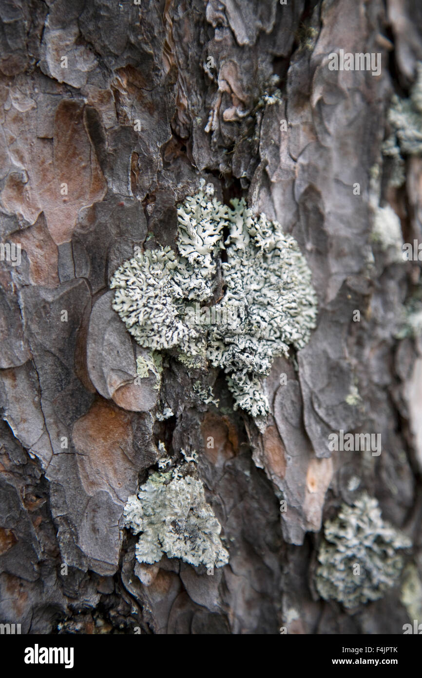 Close-up of spruce bark Stock Photo