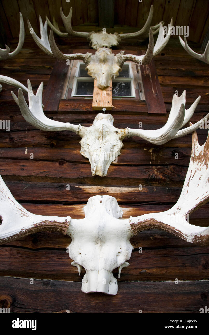 Taxidermy of deer head on wall Stock Photo Alamy
