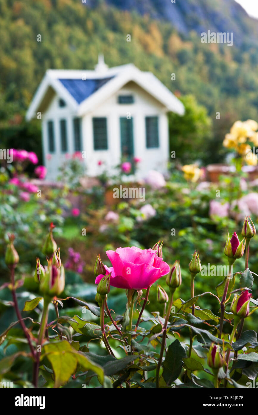 Pink roses with holiday house in background Stock Photo - Alamy