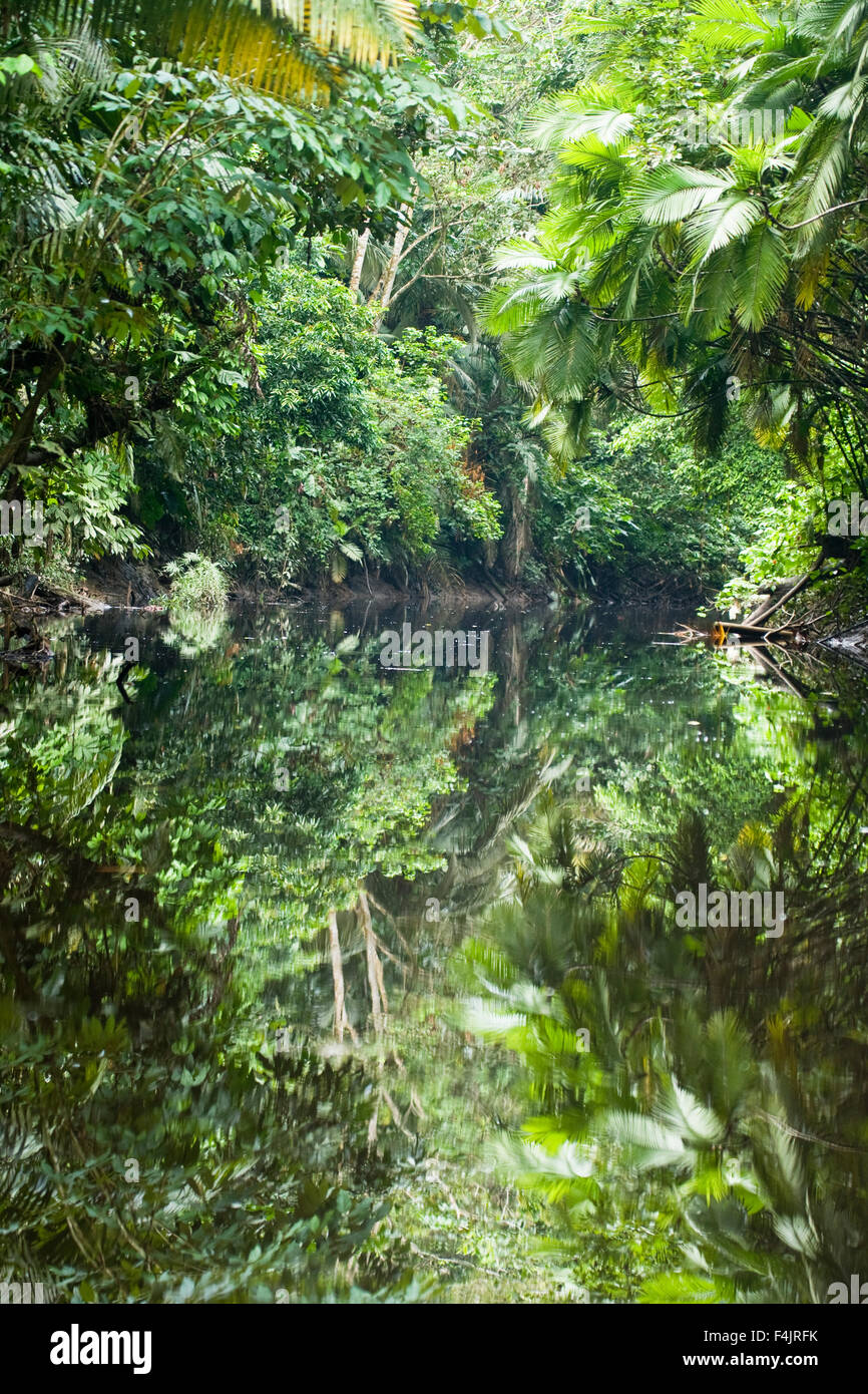 absence America calmness color image day dense deserted Ecuador exotic fruit green green foliage horizontal jungle mirror no Stock Photo
