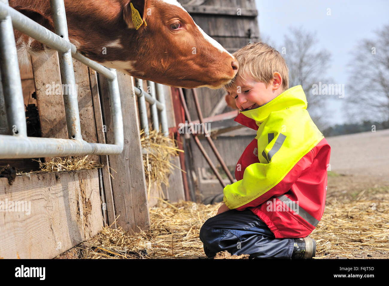 Boy being licked by cow in enclosure Stock Photo