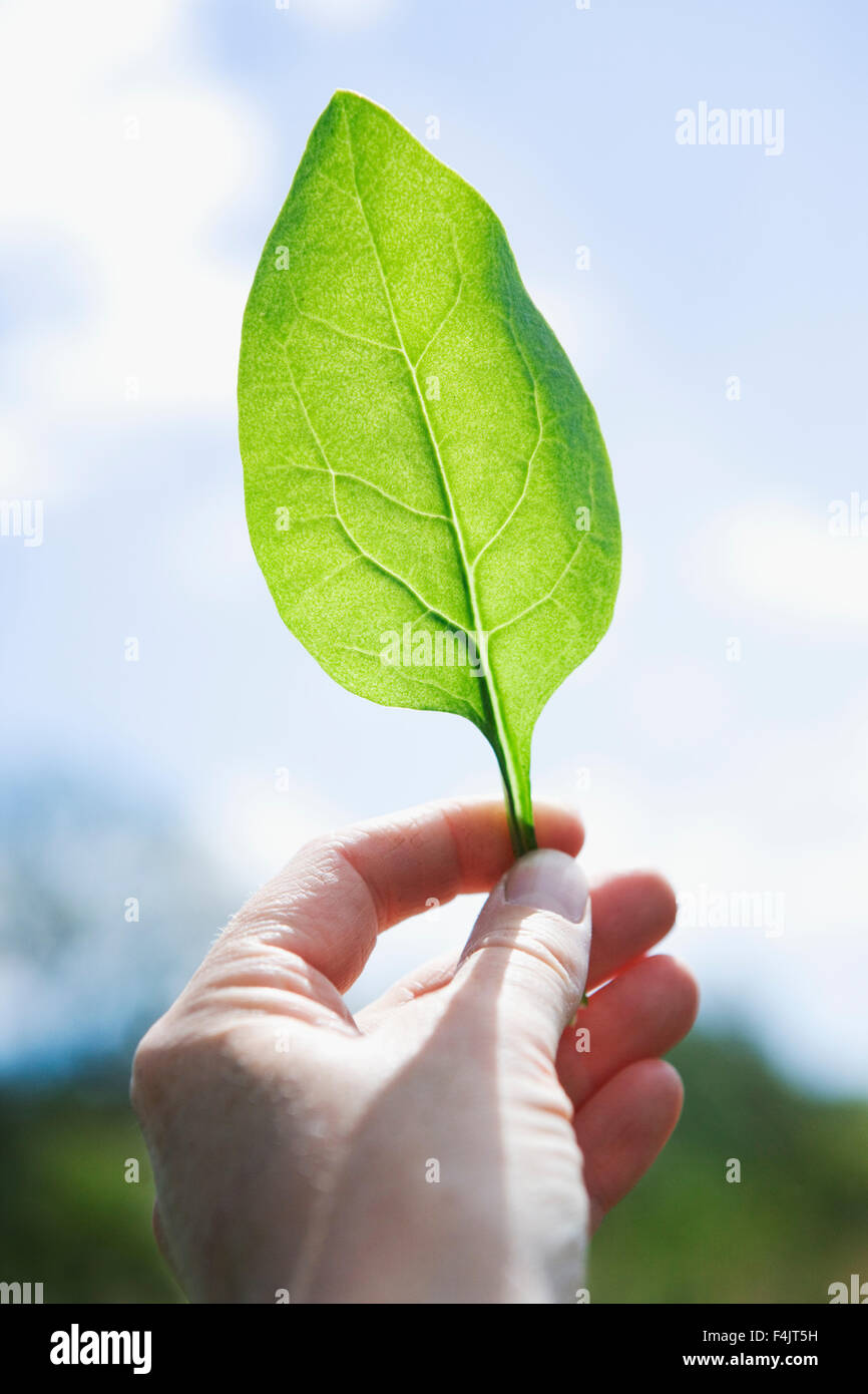 Hand holding leaf of baby spinach Stock Photo Alamy