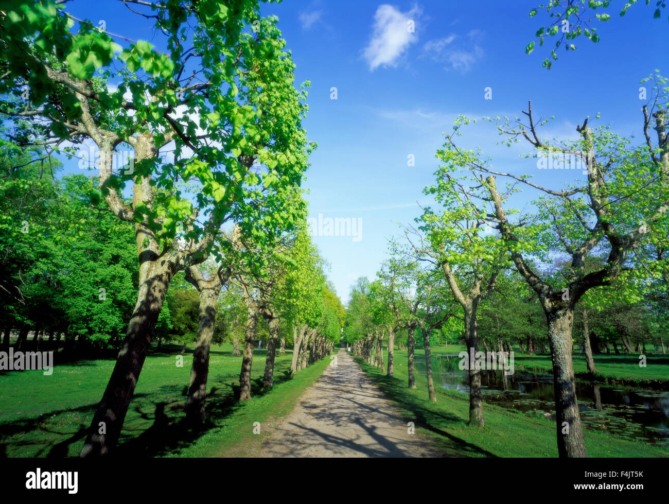 Treelined footpath in park, spring Stock Photo - Alamy