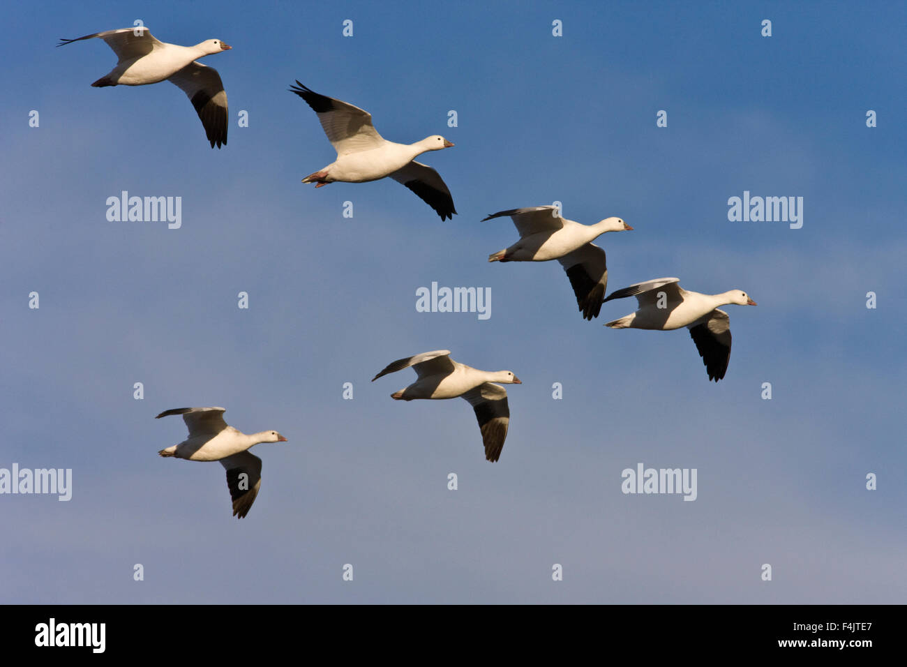 Flock of goose flying mid air Stock Photo