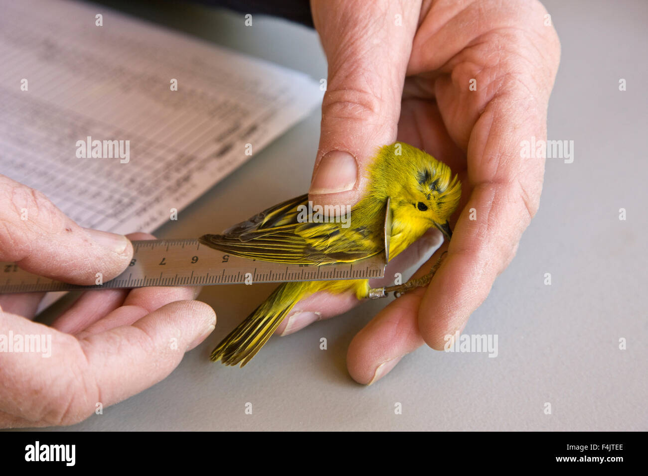 Man holding bird and measuring its wing Stock Photo