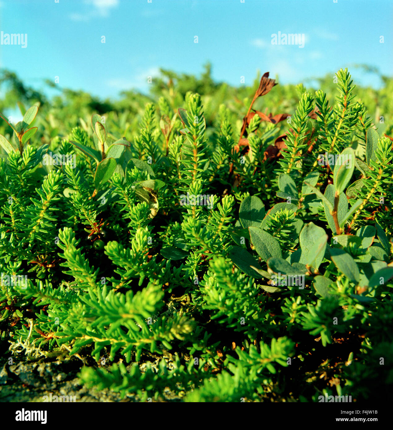 Close-up of heather bush Stock Photo