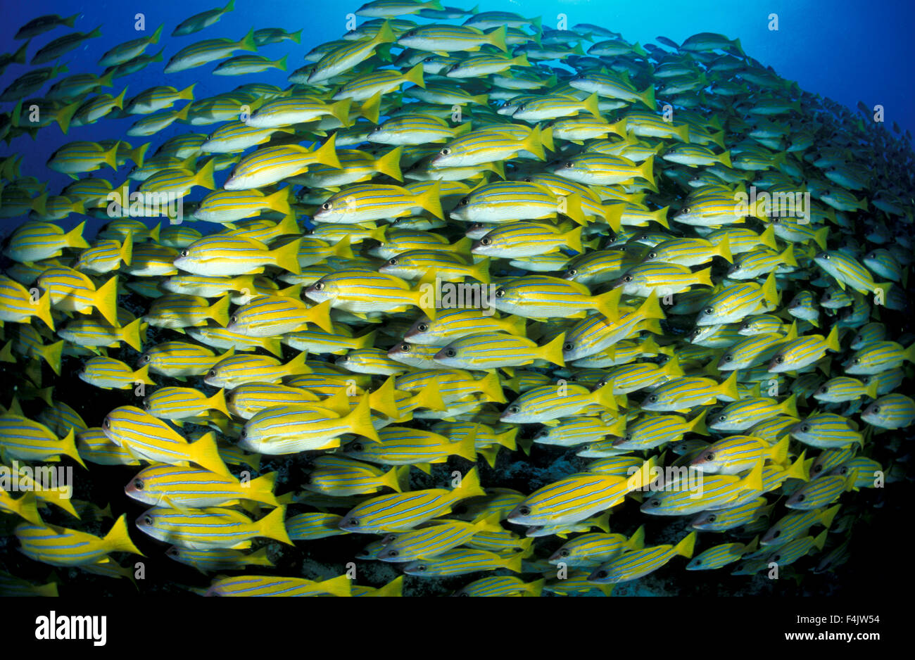 Blue Striped Snapper school Stock Photo