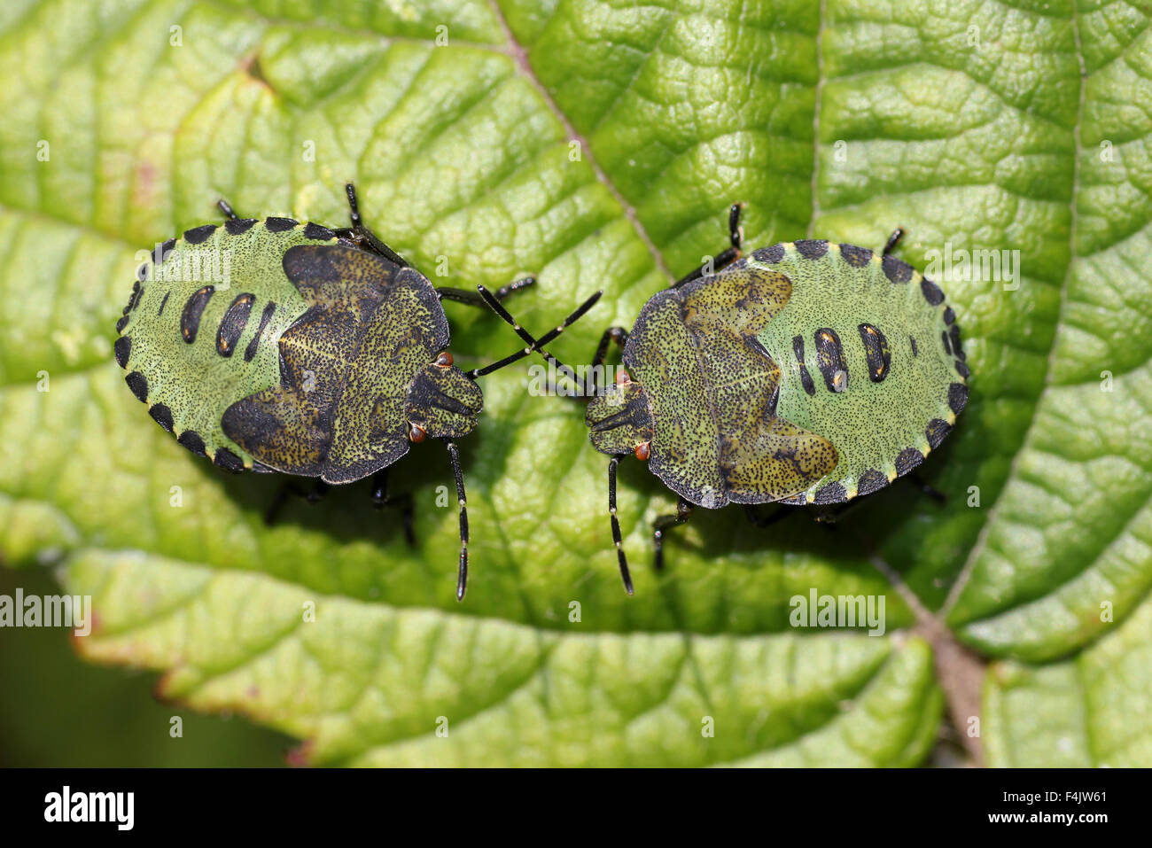 Green Shield Bugs nymphs  Palomena prasina Stock Photo