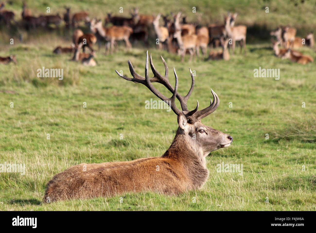 Red Deer Stag With His Harem Of Hinds In The Background Stock Photo