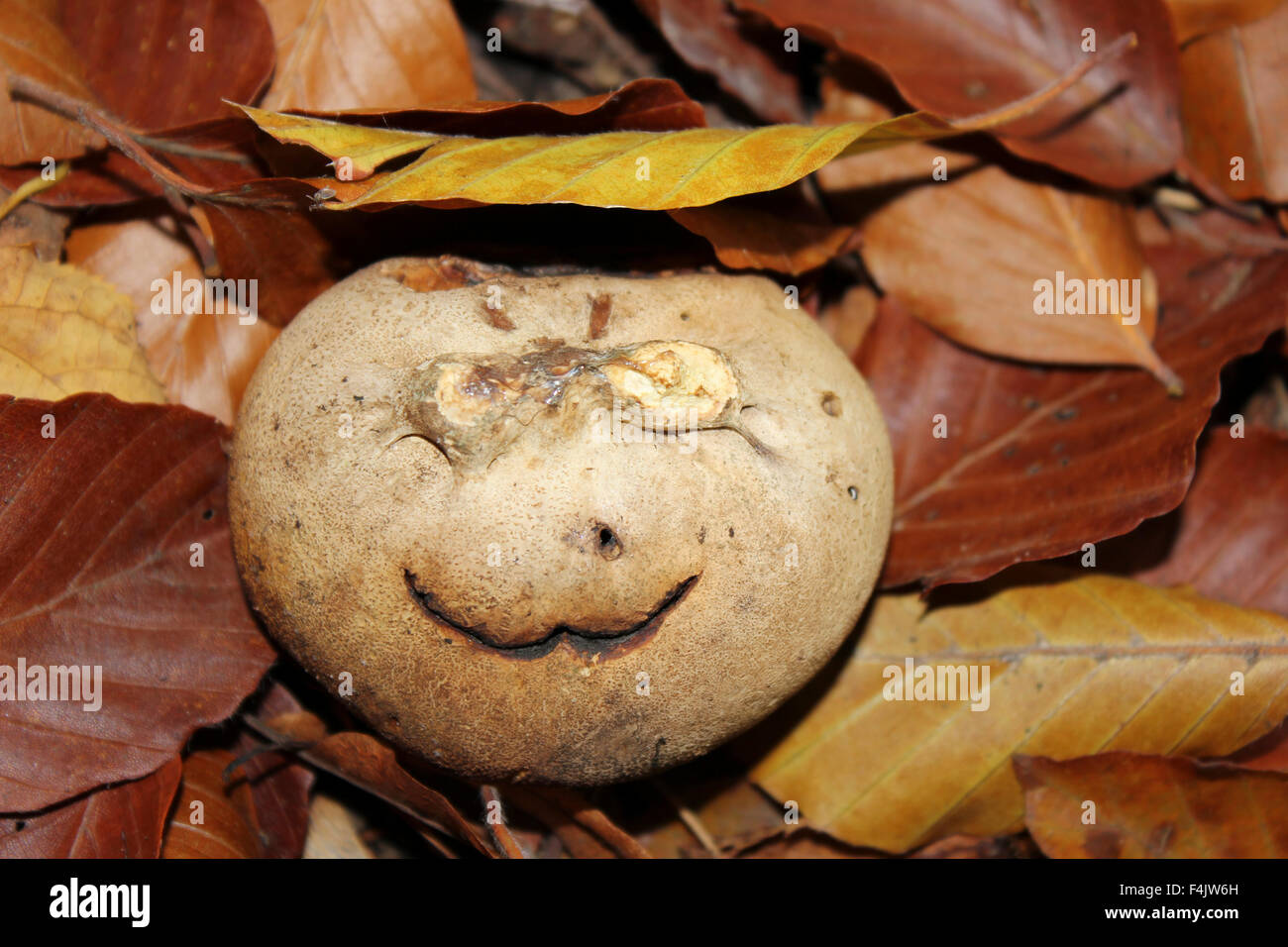 Smiley Face Common Earthball Scleroderma citrinum Stock Photo