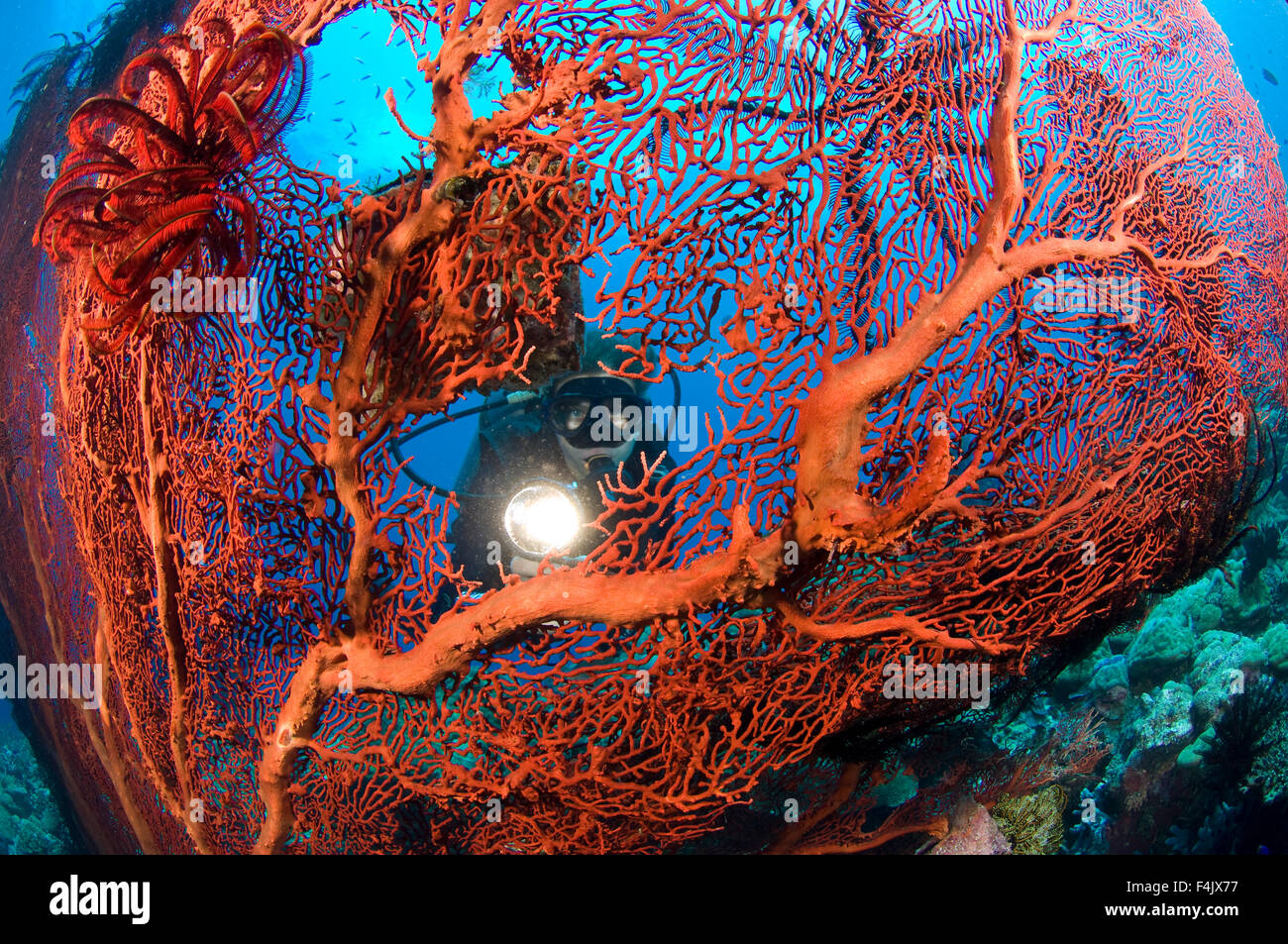 Red sea fan with diver Stock Photo
