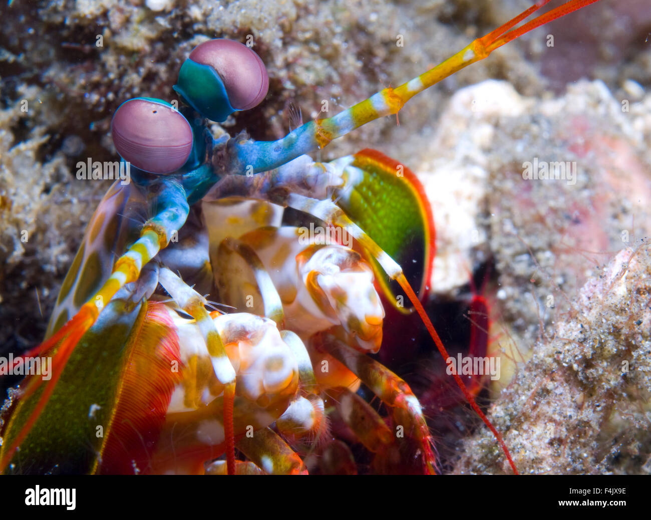 Mantis Shrimp Stock Photo