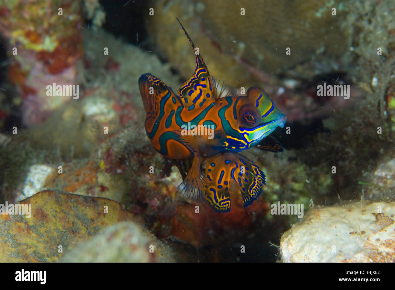Mandarinfish Stock Photo