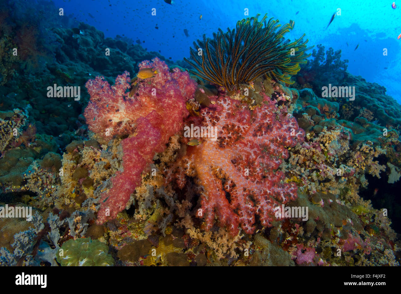 Red soft coral Stock Photo