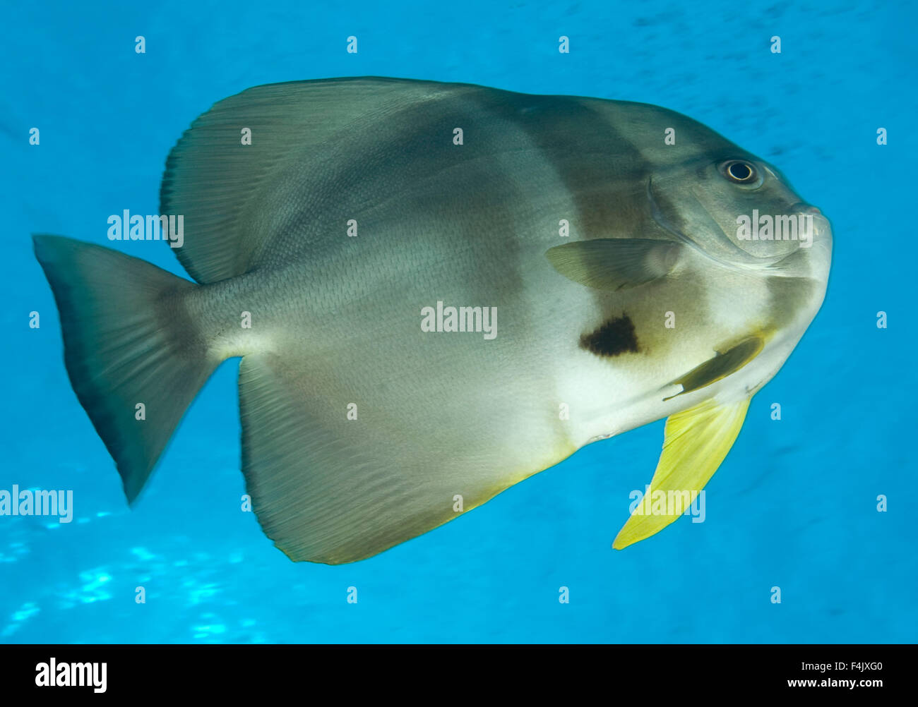 Spadefish hires stock photography and images Alamy