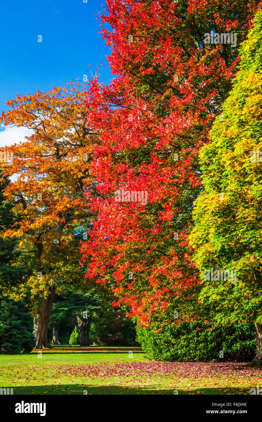 Autumn trees in the parkland of the Bowood Estate in Wiltshire. Stock Photo