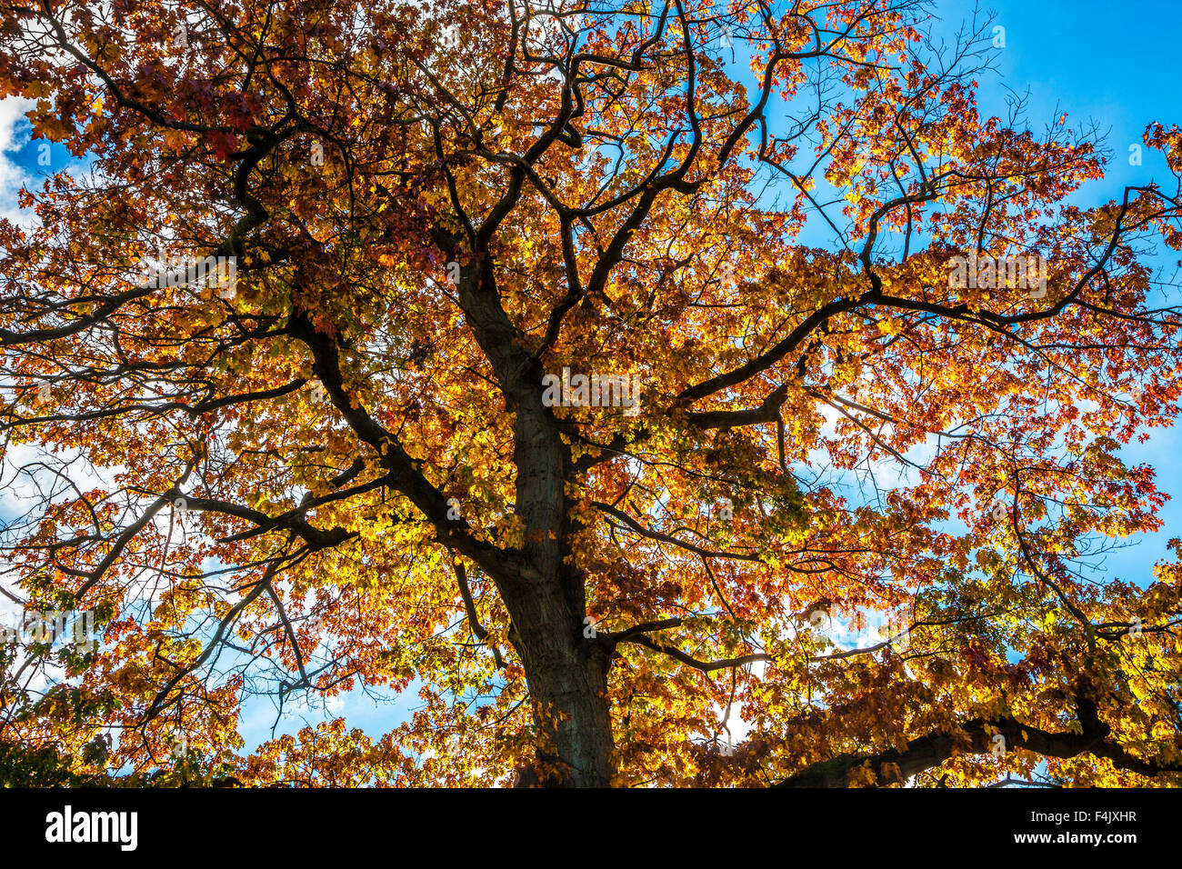 Looking up through the backlit autumn leaves of a tree against a blue sky. Stock Photo
