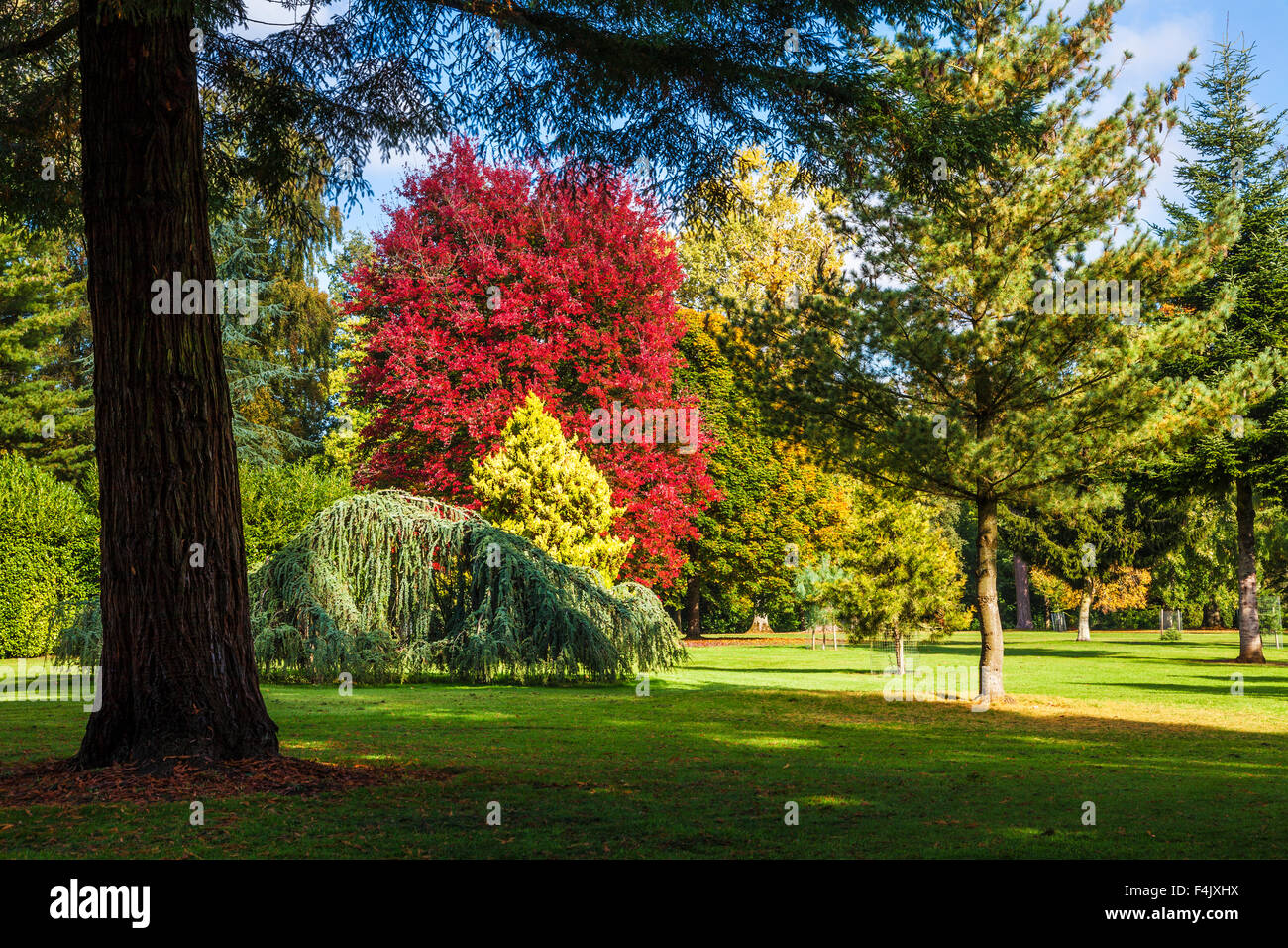 Autumn trees in the parkland of the Bowood Estate in Wiltshire. Sequoia sempervirens or Coast Redwood trunk in the foreground. Stock Photo