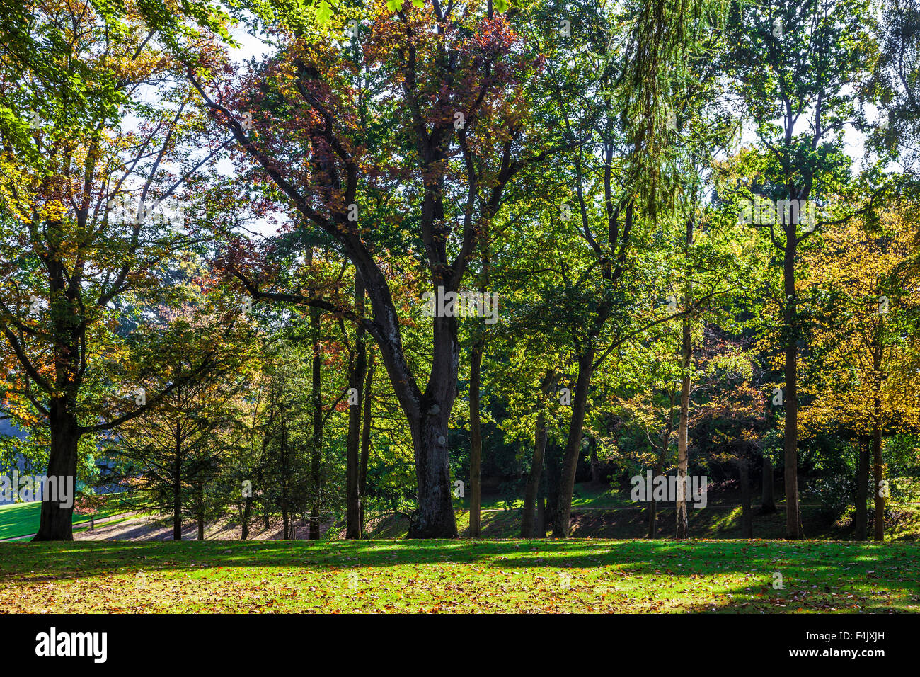 Autumn trees in the parkland of the Bowood Estate in Wiltshire. Stock Photo