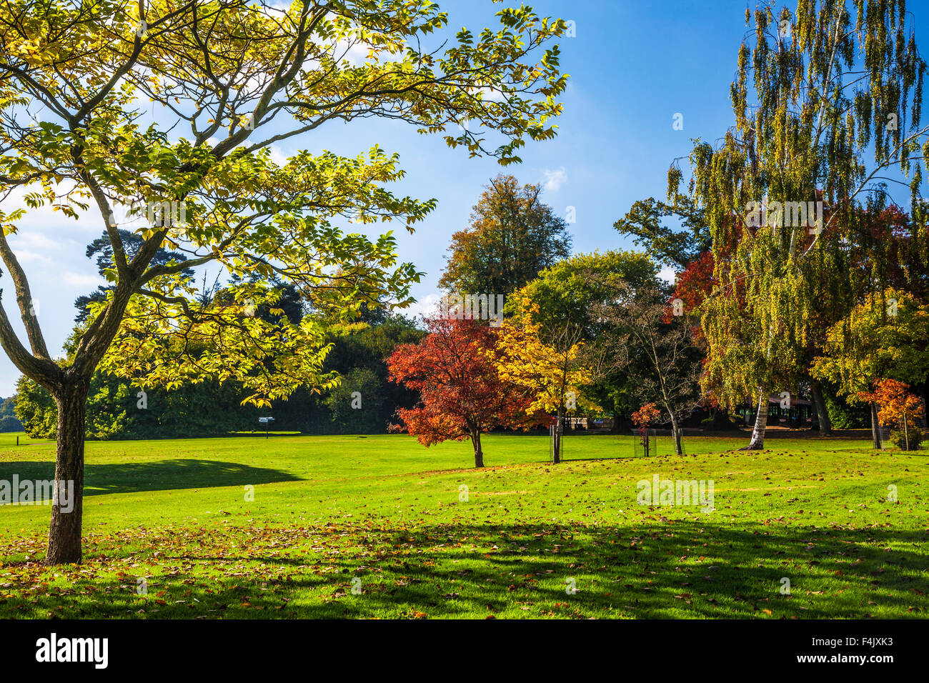 Autumn trees in the parkland of the Bowood Estate in Wiltshire. Stock Photo