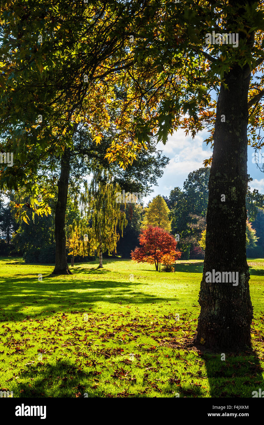 Autumn trees in the parkland of the Bowood Estate in Wiltshire. Stock Photo