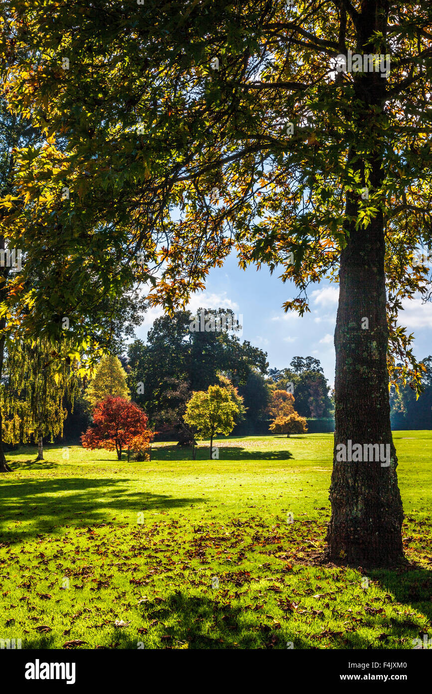 Autumn trees in the parkland of the Bowood Estate in Wiltshire. Stock Photo